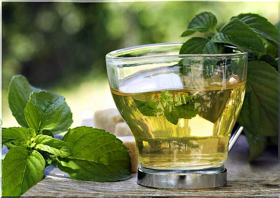 green tea for weight loss 