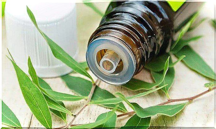 Tea tree essential oil helps eliminate yeast infection 