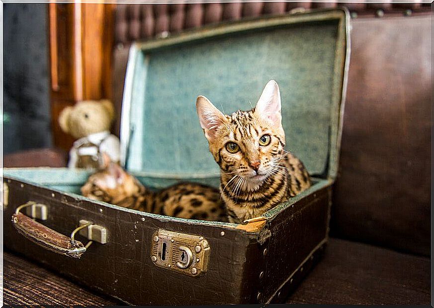 recycled pet beds