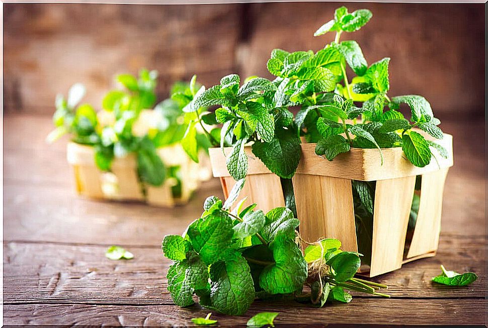 Essential oils made from peppermint