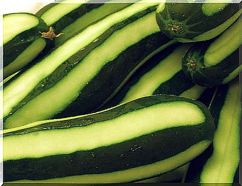 Cucumber