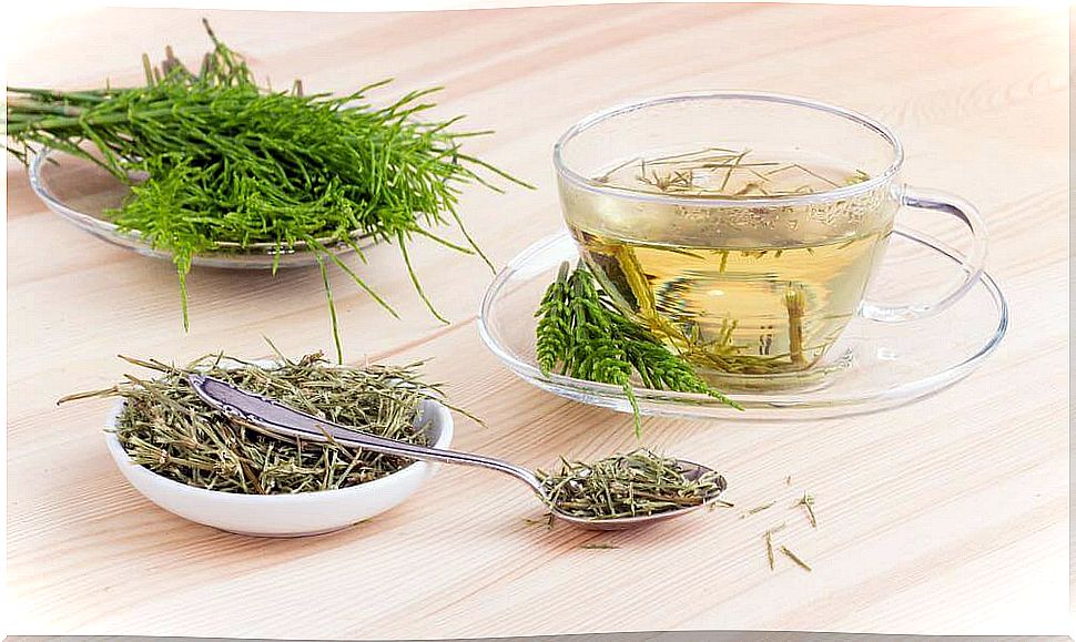 field horsetail tea