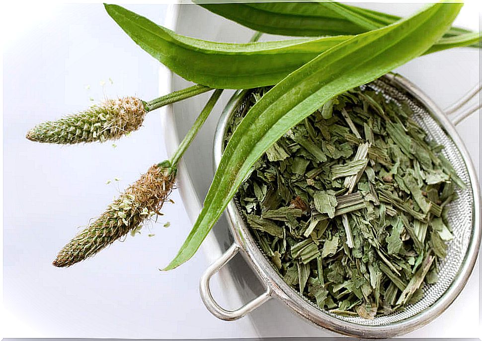 Bowl of dried plantain leaves