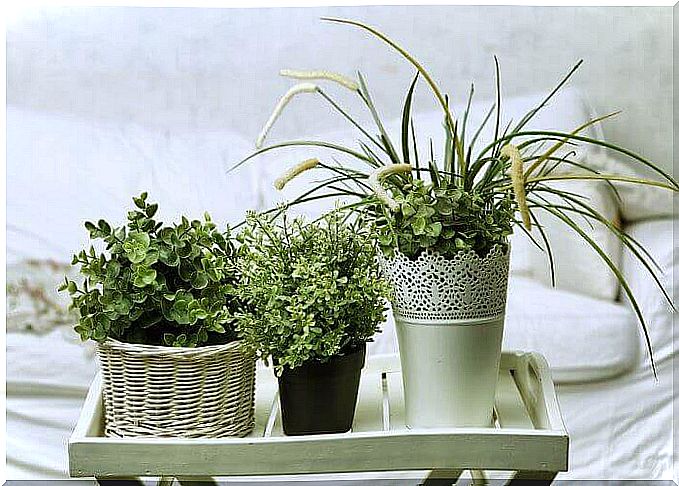 plants in guest room