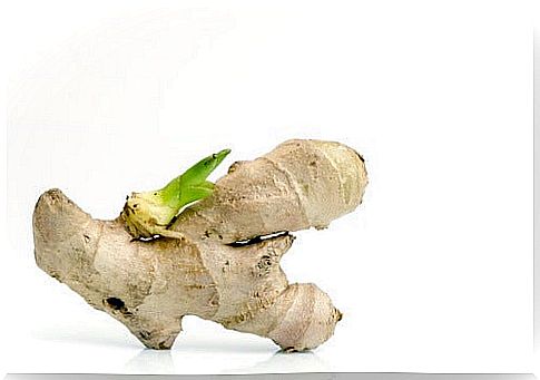 How-to-plant-ginger-500x331