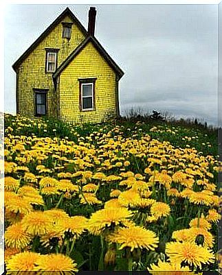 Landscape in yellow colors