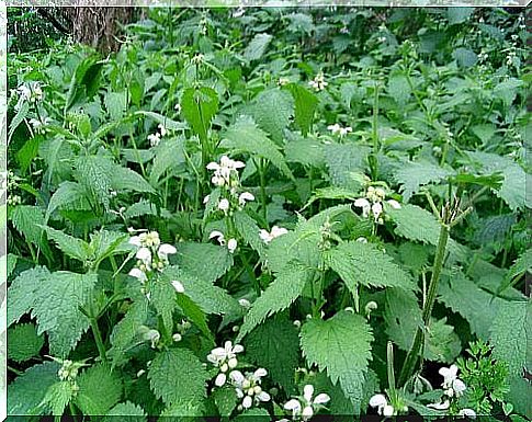 Nettle for constipation problems.