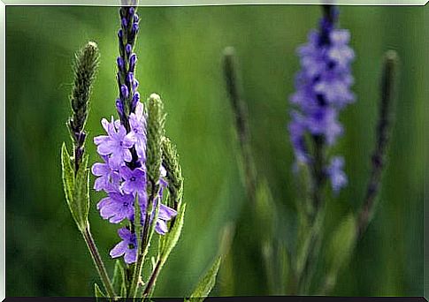 Verbena against constipation problems.