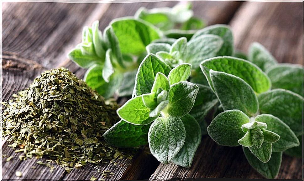 oregano natural remedy to protect the respiratory system